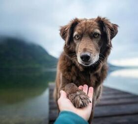 Researchers Confirm Your Dog Really Does Want To Rescue You If You Nee