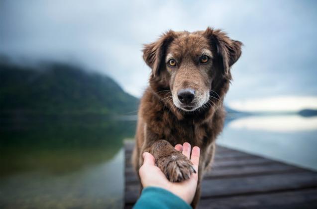 researchers confirm your dog really does want to rescue you if you need help
