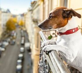 5 Important Tips For Dog Proofing Your Balcony