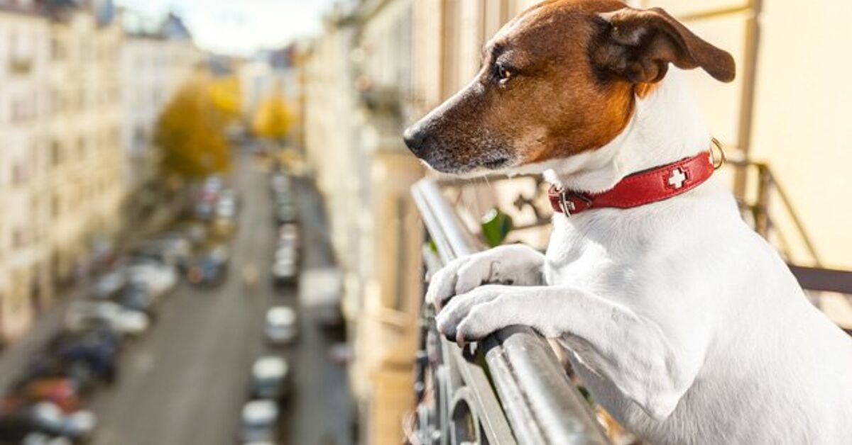Balcony barriers for dogs Clearance