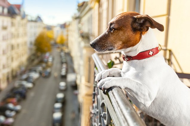 5 important tips for dog proofing your balcony