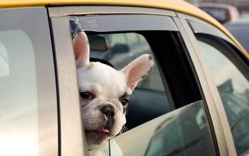 Etiquette When Using Rideshares With Pets
