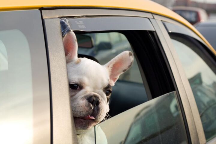 etiquette when using rideshares with pets