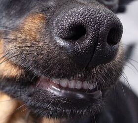Why Does My Dog Have a Runny Nose? | PetGuide