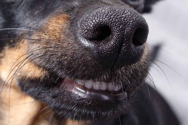 Why Does My Dog Have a Runny Nose? | PetGuide