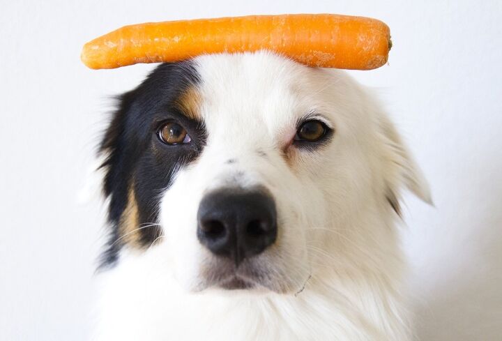 Can dogs eat canned carrots Clearance