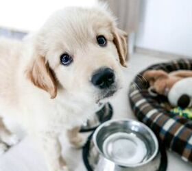 What is the Best Age To Neuter Your Dog?