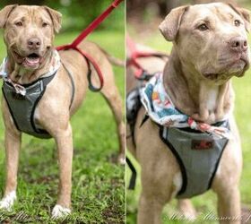 Adoptable Dog of the Week- Lucca
