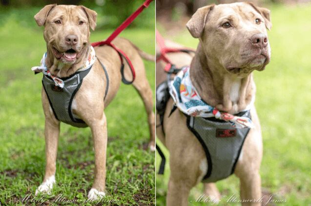 adoptable dog of the week lucca
