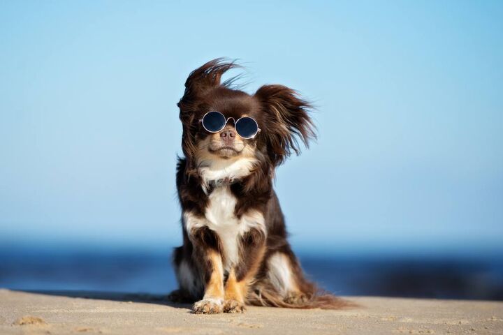 top 10 dog breeds for hot weather