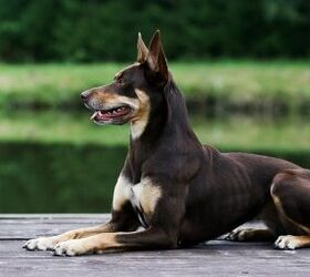 top 10 dog breeds for hot weather