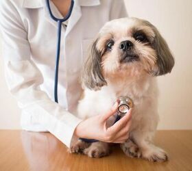 Gastritis in Dogs: Everything You Need to Know