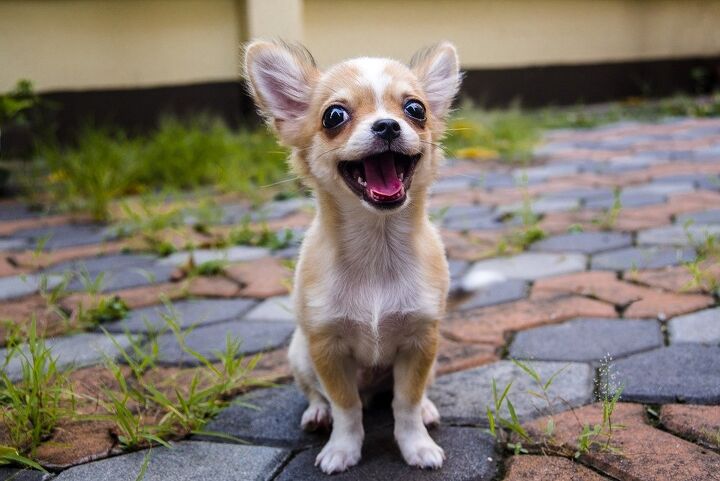 Talkative Dogs Top 10 Talkative Dog Breeds | PetGuide