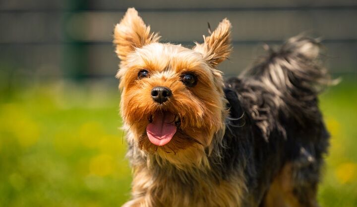 Talkative Dogs Top 10 Talkative Dog Breeds | PetGuide