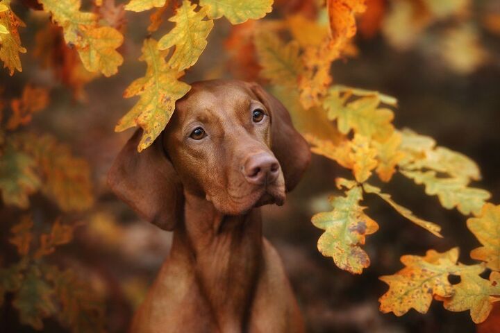 Talkative Dogs Top 10 Talkative Dog Breeds | PetGuide