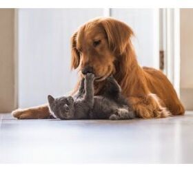 Science Weighs In: Do Cats Or Dogs Make People Happiest?