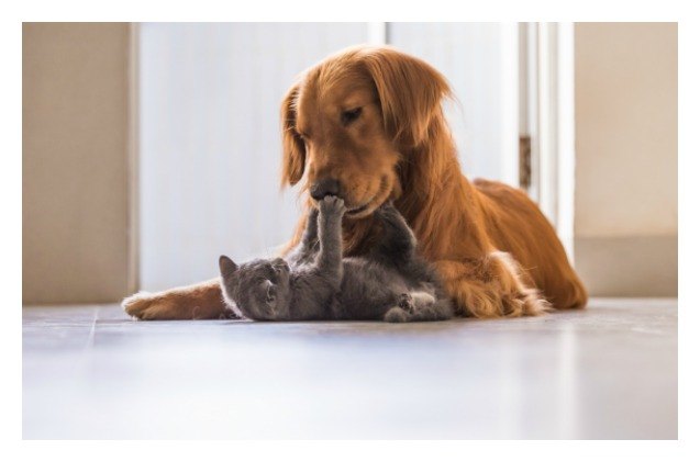 science weighs in do cats or dogs make people happiest