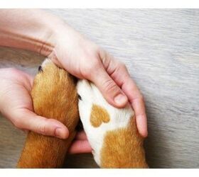 FDA Warns Against Using Hand Sanitizer On Dogs