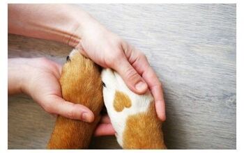 FDA Warns Against Using Hand Sanitizer On Dogs