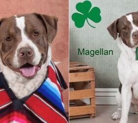 adoptable dog of the week magellan