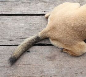 what is limp tail syndrome