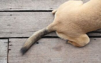 What is Limp Tail Syndrome?