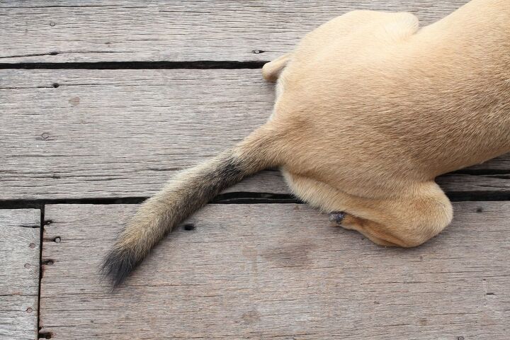 what is limp tail syndrome
