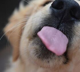 Why Dogs Lick Themselves Before Sleeping?