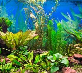 whats wrong with my aquarium plants