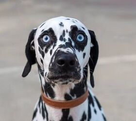 Top 10 Dog Breeds With Blue Eyes