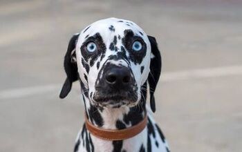 Top 10 Dog Breeds With Blue Eyes