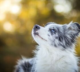 Grey dogs with hot sale blue eyes breed