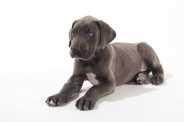 top 10 dog breeds with blue eyes