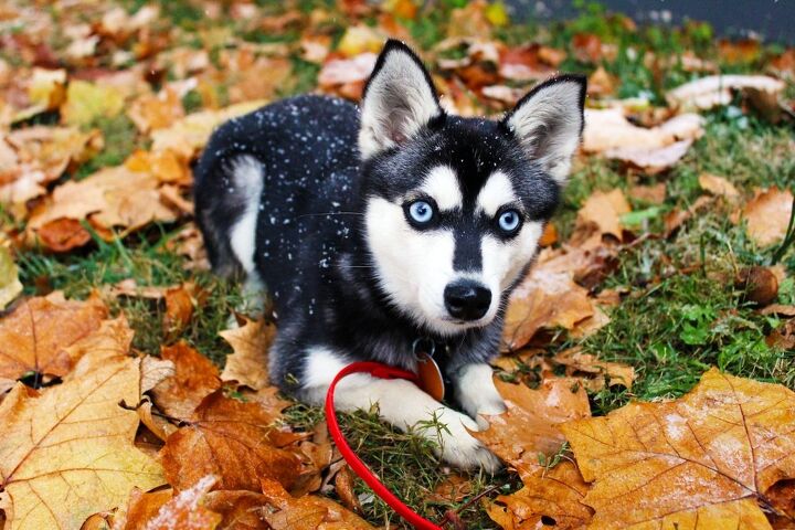top 10 dog breeds with blue eyes
