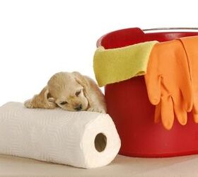 6 Puddle-Proof Tips For Potty Training Your Puppy