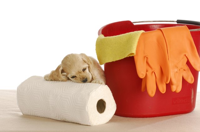 6 puddle proof tips for potty training your puppy