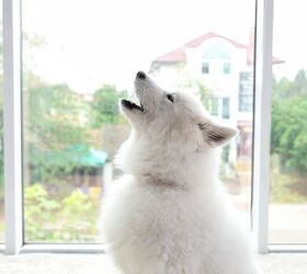 Why Do Dogs Howl ?size=720x845&nocrop=1