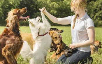 How To Use Treats For Positive Reinforcement Dog Training