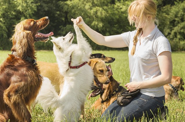 how to use treats for positive reinforcement dog training