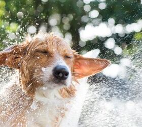 why do dogs stink when wet