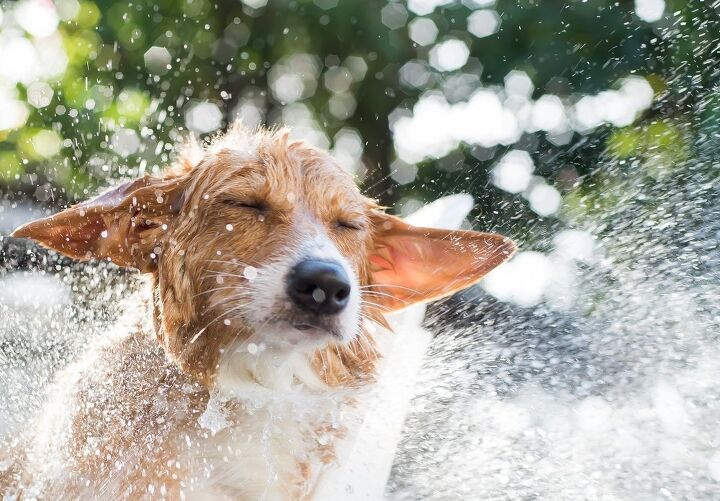 why do dogs stink when wet