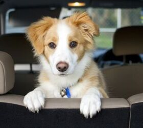 why do dogs whine and cry in the car