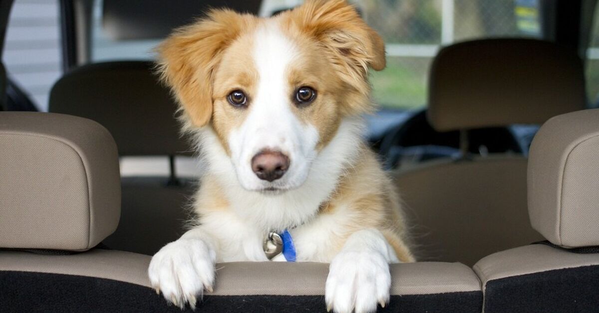 Dog Whines in the Car? 5 Reasons & How to Stop It Fast 2 A dog sitting comfortably in a car seat, illustrating how to stop a dog whining in the car