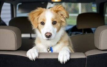 Why Do Dogs Whine and Cry in the Car?