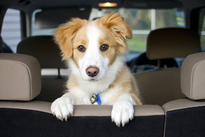 Why Your Dog Cries in the Car: Causes & Training Fixes 2 A dog sitting in the passenger seat of a car looking anxious, a common reason why a dog might cry in the car.