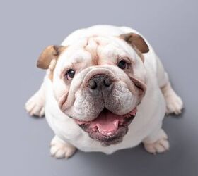 top 10 dog breeds that dont do well in hot weather