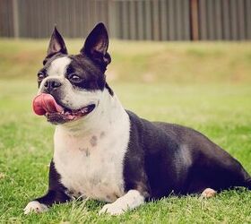 top 10 dog breeds that dont do well in hot weather