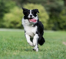 Top 10 Best Dog Breeds for Running