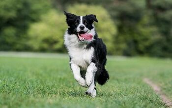 Top 10 Best Dog Breeds for Running