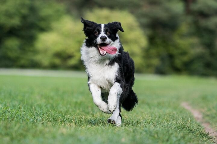 top 10 best dog breeds for running